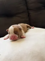 Biscuit , a male Boston Terrier for sale in Hickory, NC – Photo 2 of 3