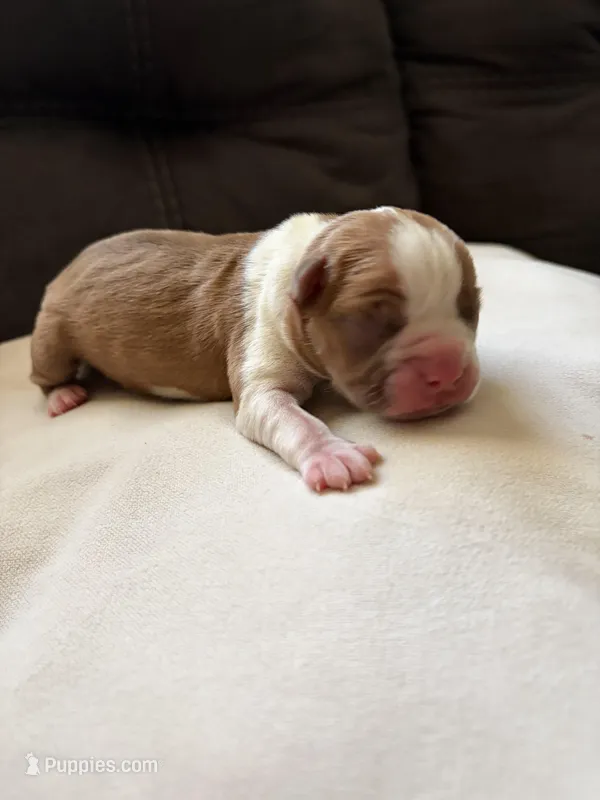 Biscuit  – Boston Terrier puppy for sale in Hickory, NC