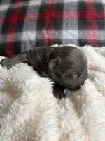 Ariel , a female French Bulldog for sale in Hickory, NC – 2 of 3