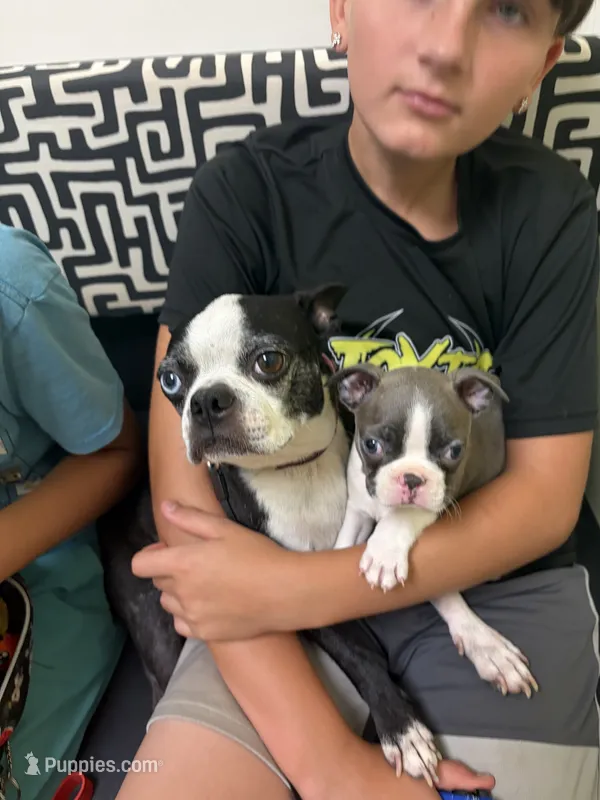 Daisy – Boston Terrier puppy for sale in Hickory, NC