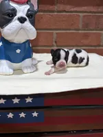 Cooper , a male Boston Terrier for sale in Hickory, NC – 2 of 2