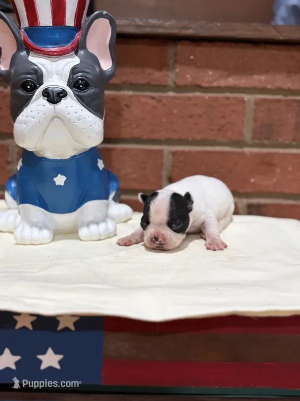 Rocky  – Boston Terrier puppy for sale in Hickory, NC