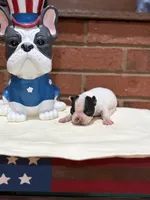 Rocky , a male Boston Terrier for sale in Hickory, NC – 1 of 2