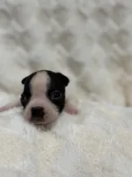 Marley , a female Boston Terrier for sale in Hickory, NC – 3 of 3