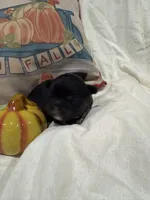 Jack , a male French Bulldog for sale in Hickory, NC – 3 of 4