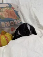 Isaiah , a male French Bulldog for sale in Hickory, NC – 2 of 3