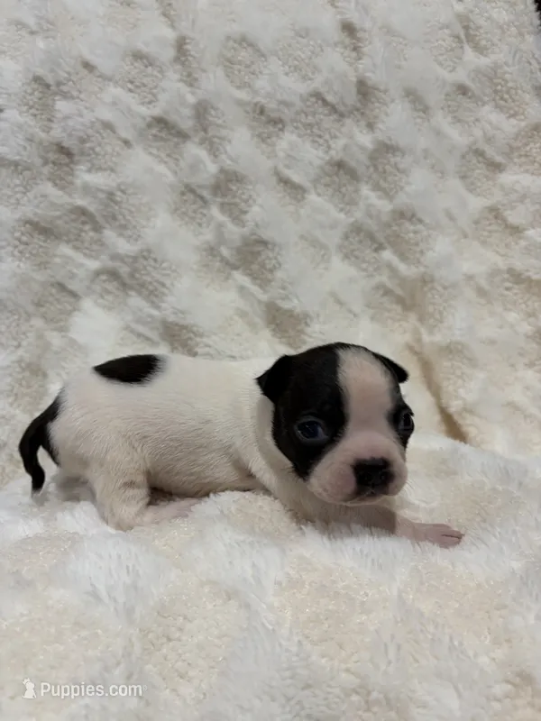 Marley  – Boston Terrier puppy for sale in Hickory, NC
