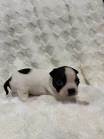 Marley , a female Boston Terrier for sale in Hickory, NC – 1 of 3