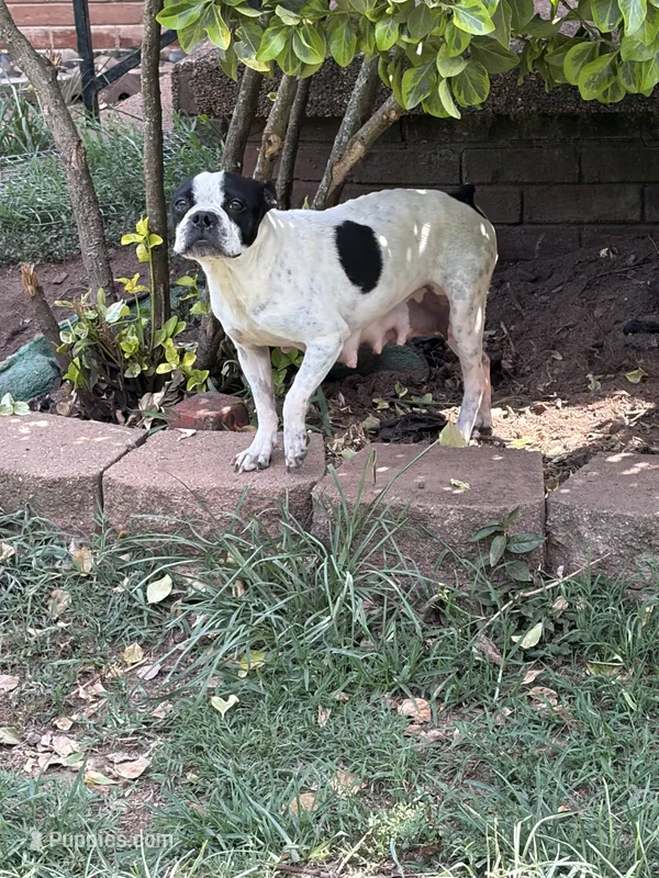 Atta  – Boston Terrier puppy for sale in Hickory, NC