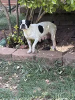 Atta , a female Boston Terrier for sale in Hickory, NC – 1 of 3