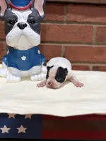 Rocky , a male Boston Terrier for sale in Hickory, NC – 2 of 2