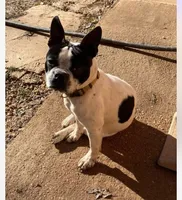 Atta , a female Boston Terrier for sale in Hickory, NC – 2 of 3