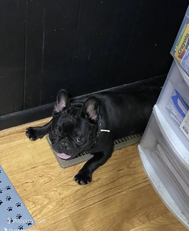 Coco  – French Bulldog puppy for sale in Hickory, NC