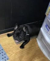 Coco , a female French Bulldog for sale in Hickory, NC – 1 of 2
