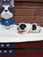 Keith , a male Boston Terrier for sale in Hickory, NC – 2 of 2