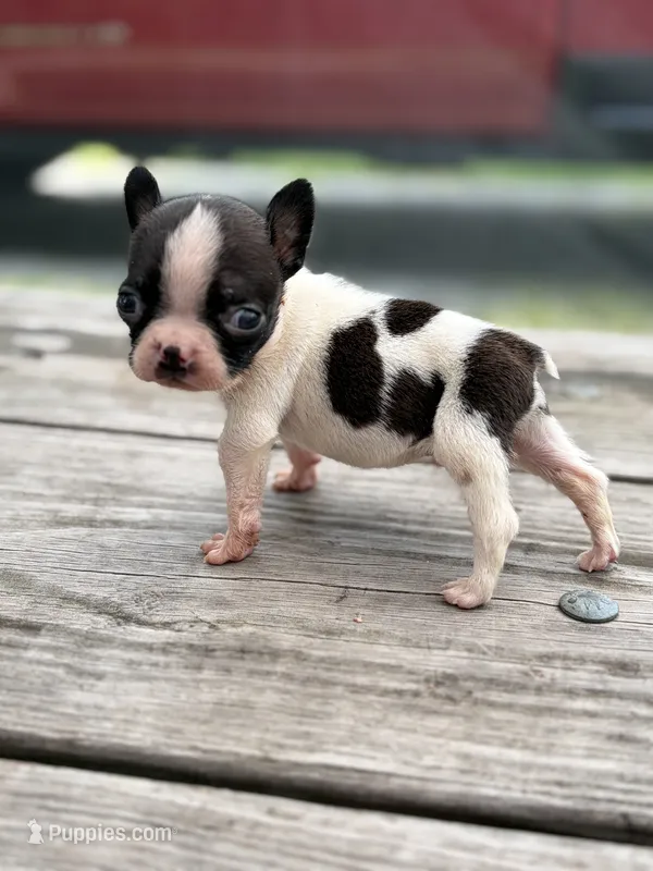 Charlie  – Boston Terrier puppy for sale in Hickory, NC
