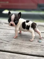 Charlie , a male Boston Terrier for sale in Hickory, NC – 1 of 3
