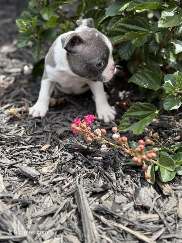 Daisy – Boston Terrier puppy for sale in Hickory, NC