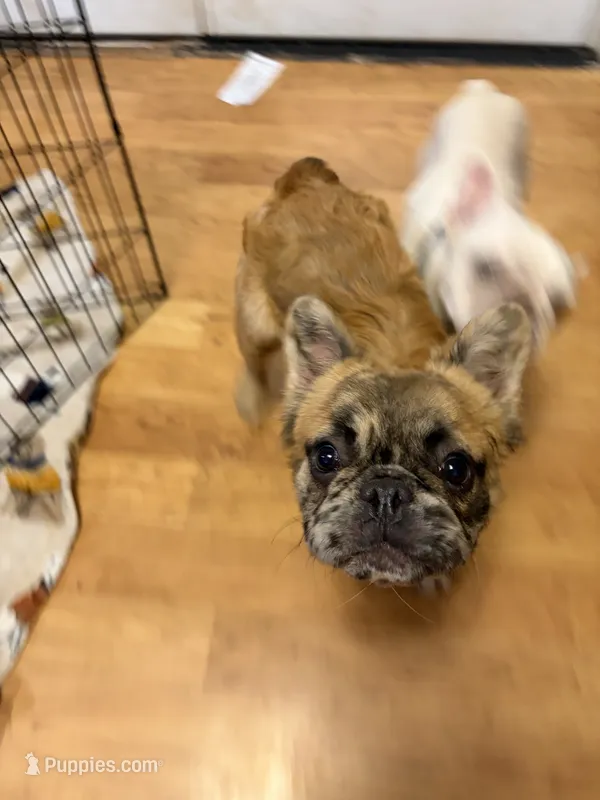 Teddy  – French Bulldog puppy for sale in Hickory, NC