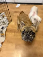 Teddy , a male French Bulldog for sale in Hickory, NC – 1 of 1