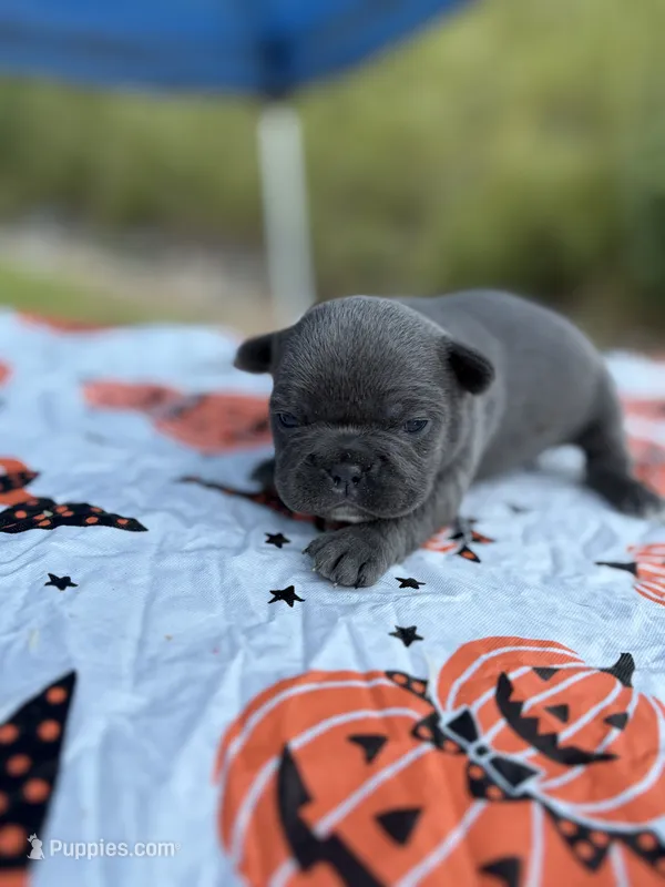 Duchess  – French Bulldog puppy for sale in Hickory, NC