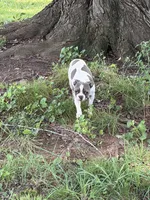 Koda, a male Boston Terrier for sale in Hickory, NC – 4 of 4