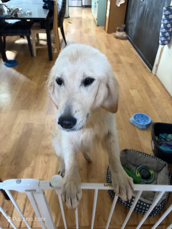 Lizzy  – English Cream Golden Retriever puppy for sale in Hickory, NC