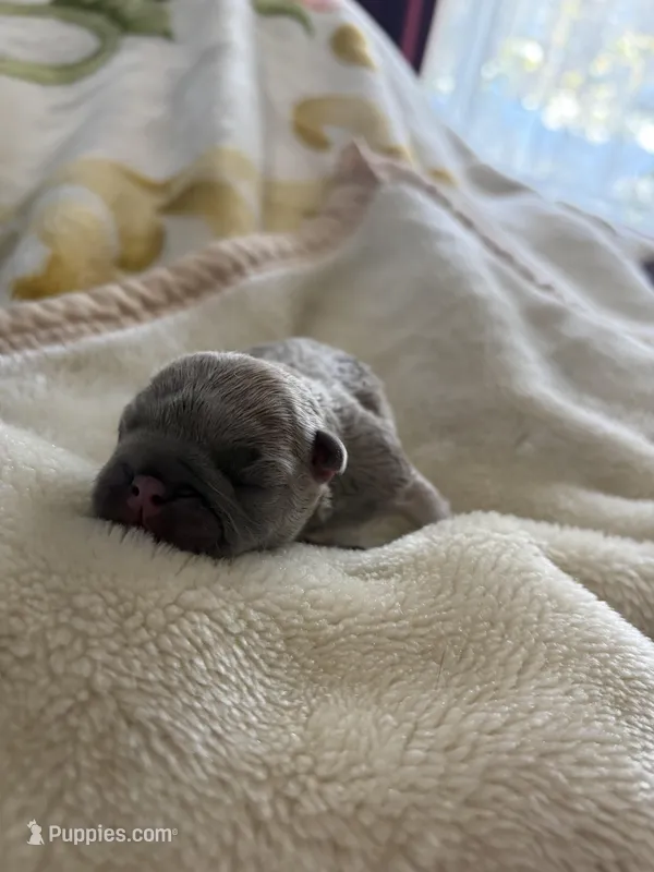 Roscoe , a male French Bulldog for sale in Hickory, NC – Photo 1 of 3