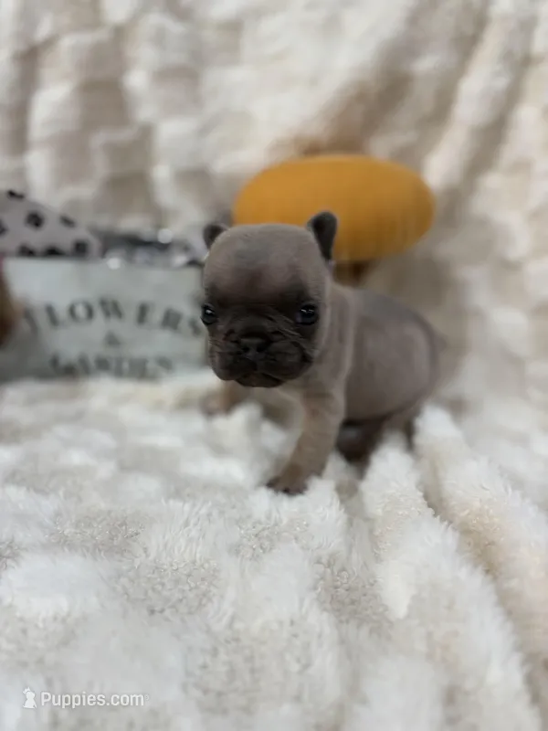Roscoe  – French Bulldog puppy for sale in Hickory, NC