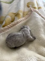 Roscoe , a male French Bulldog for sale in Hickory, NC – Photo 2 of 3