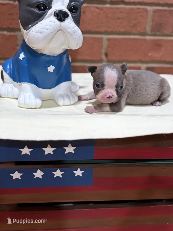 Star – Boston Terrier puppy for sale in Hickory, NC