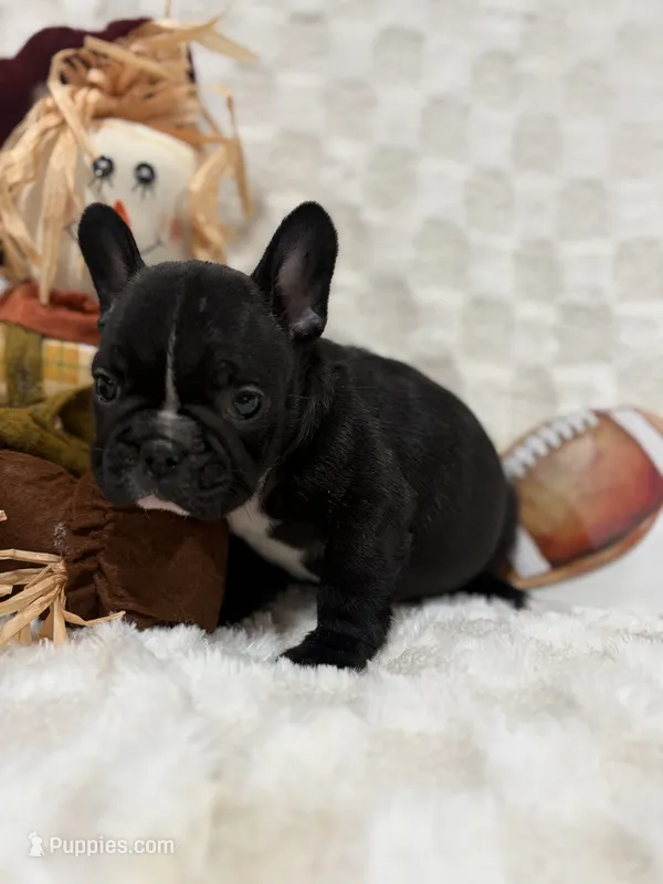 Mikey  – French Bulldog puppy for sale in Hickory, NC