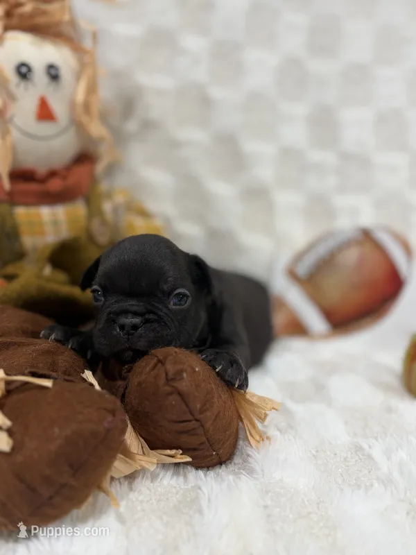 Jacob  – French Bulldog puppy for sale in Hickory, NC