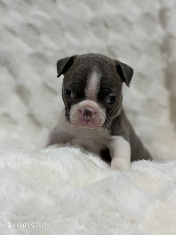 Daisy – Boston Terrier puppy for sale in Hickory, NC