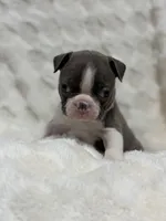 Daisy, a female Boston Terrier for sale in Hickory, NC – 1 of 3