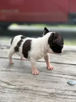 Charlie , a male Boston Terrier for sale in Hickory, NC – 3 of 3