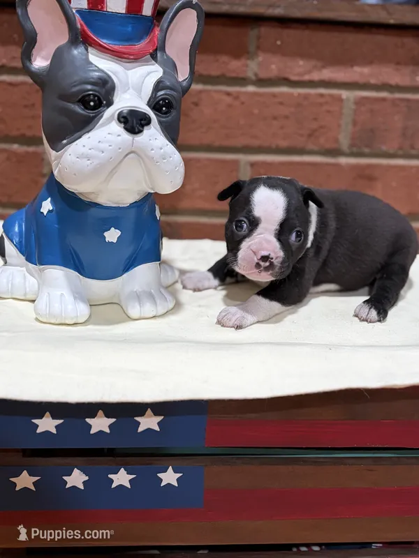 Chloe  – Boston Terrier puppy for sale in Hickory, NC