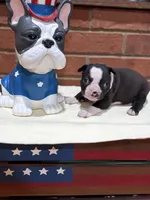Chloe , a female Boston Terrier for sale in Hickory, NC – 4 of 6