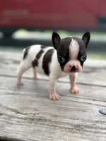 Charlie , a male Boston Terrier for sale in Hickory, NC – 2 of 3