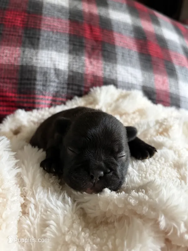 Lucky  – French Bulldog puppy for sale in Hickory, NC