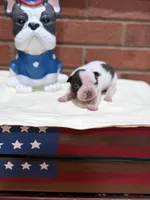 Ralph, a male Boston Terrier for sale in Hickory, NC – 2 of 2