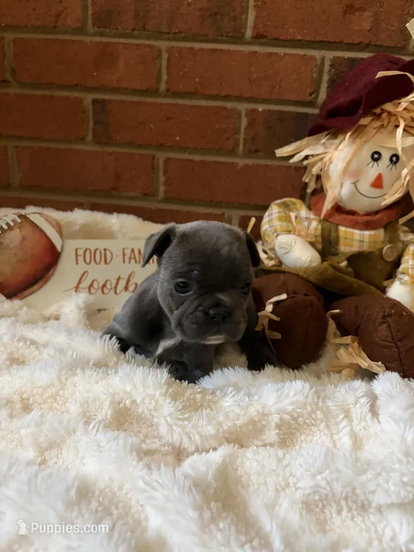 Duchess  – French Bulldog puppy for sale in Hickory, NC