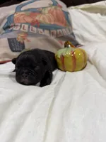 Jacob , a male French Bulldog for sale in Hickory, NC – 1 of 3