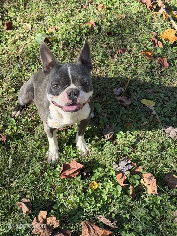 Stitch  – Boston Terrier puppy for sale in Hickory, NC