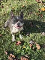 Stitch , a male Boston Terrier for sale in Hickory, NC – 1 of 1