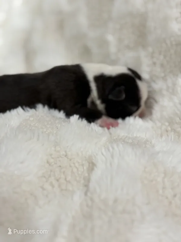 Chloe  – Boston Terrier puppy for sale in Hickory, NC
