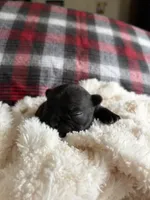 Lucky , a female French Bulldog for sale in Hickory, NC – 2 of 3
