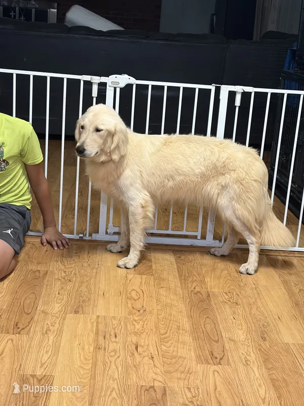 Lizzy – English Cream Golden Retriever puppy for sale in Hickory, NC