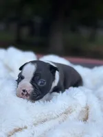 Chloe , a female Boston Terrier for sale in Hickory, NC – 6 of 6