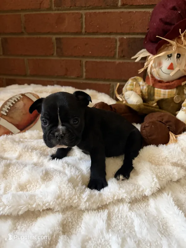 Mikey  – French Bulldog puppy for sale in Hickory, NC